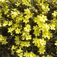 Des images de diff�rentes plantes